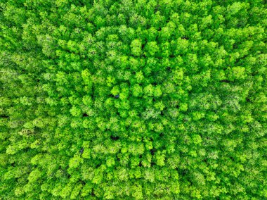 Hava manzaralı yeşil mangrov ormanı. Doğal karbon batar. Mangrov ağaçları CO2 'yi yakalar. Mavi karbon ekosistemleri. Mangrovlar karbondioksit emisyonlarını absorbe eder ve küresel ısınmayı azaltır. Yeşil ekosistem.