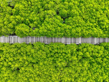 Aerial view lush green mangrove forest. Wooden bridges for natural trails, highlighting ecotourism opportunities, carbon capture benefits, and vital role mangroves play in combating climate change. clipart