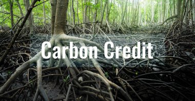 Mangrove Ormanı. Doğal karbon lavabosu. Sera gazı emisyonunu azaltmak için sanayiye karbon kredisi satmak. Sürdürülebilir iklim değişikliği azaltma stratejisi. Karbon yakalama ve depolama