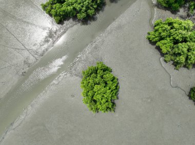 Yeşil mangrov ormanının havadan görünüşü. Mangrove ekosistemi. Doğal karbon batar. Mangrovlar atmosferden CO2 yakalıyorlar. Mavi karbon ekosistemleri. Mangrovlar karbondioksit emisyonunu emerler..