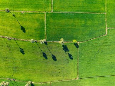 Şekerli palmiye ağaçları olan yemyeşil pirinç tarlasının havadan görünüşü. Sürdürülebilir tarım manzarası. Sürdürülebilir pirinç tarımı. Pirinç ekimi. Yeşil manzara. Organik tarım. Sürdürülebilir arazi kullanımı.