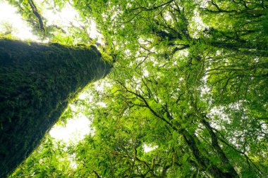 Looking up view of tree trunk to green leaves of tree in forest with sun light. Fresh environment in green woods. Forest tree on sunny day. Natural carbon capture. Sustainable conservation and ecology clipart