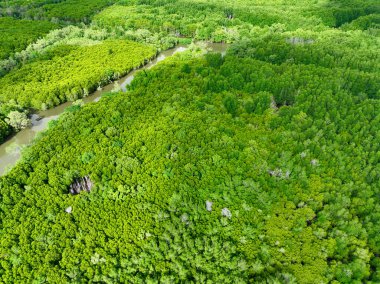 Hava manzaralı yeşil mangrov ormanı. Doğal karbon batar. Mangrov ağaçları CO2 'yi yakalar. Mavi karbon ekosistemleri. Mangrovlar karbondioksit emisyonlarını absorbe eder ve küresel ısınmayı azaltır. Yeşil ekosistem.
