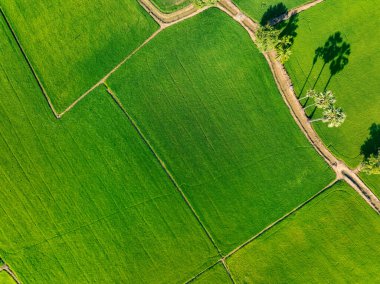 Küçük dolambaçlı kanalı olan yemyeşil pirinç tarlasının havadan görünüşü. Sürdürülebilir tarım manzarası. Sürdürülebilir pirinç tarımı. Pirinç ekimi. Yeşil manzara. Organik tarım. Sürdürülebilir arazi kullanımı.
