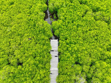 Aerial view lush green mangrove forest. Wooden bridges for natural trails, highlighting ecotourism opportunities, carbon capture benefits, and vital role mangroves play in combating climate change. clipart