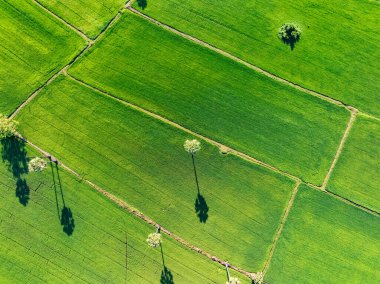 Şekerli palmiye ağaçları olan yemyeşil pirinç tarlasının havadan görünüşü. Sürdürülebilir tarım manzarası. Sürdürülebilir pirinç tarımı. Pirinç ekimi. Yeşil manzara. Organik tarım. Sürdürülebilir arazi kullanımı.