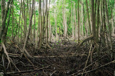 Mangrov kökleri biyolojik çeşitlilikteki kıyı sulak arazilerinde. Karbon yakalama ve doğal erozyon kontrolü için hayati ekosistem. Gelgit bataklık habitatı. Doğanın tropikal bölgelerdeki iklim değişikliğine karşı direnci.