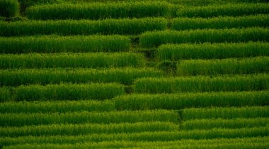 Yeşil pirinç terasları. Teraslı çeltik tarlaları olan verimli tarım arazisi. Kırsal Asya 'da doğanın güzelliği. Organik tarım manzarası, seyahat noktaları ve çevresel kavramlar için mükemmel..