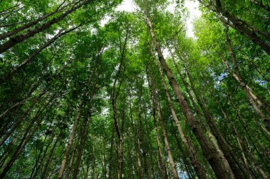 Dipteki yeşil mangrov ağaçlarının tepesi. İklim değişikliğiyle mücadelede doğal karbon batar ve karbon nötr ekosistemlerde sürdürülebilirliği teşvik eder. Yeşil ve sürdürülebilir çevre. Orman tepe örtüsü.
