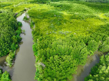 Hava manzaralı yeşil mangrov ormanı. Doğal karbon batar. Mangrov ağaçları CO2 'yi yakalar. Mavi karbon ekosistemleri. Mangrovlar karbondioksit emisyonlarını absorbe eder ve küresel ısınmayı azaltır. Yeşil ekosistem.