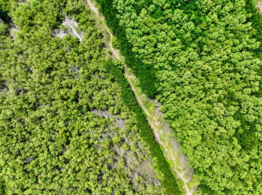Yeşil orman ve orman yolunun havadan görünüşü. Yeşil ağaçların drone görüntüsü CO2 'yi yakalıyor. Karbon nötr ve net sıfır emisyon kavramı için yeşil ağaçlar. Sürdürülebilir yeşil ortam.