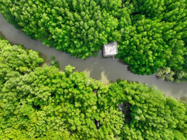 Hava manzaralı yeşil mangrov ormanı. Doğal karbon batar. Mangrov ağaçları CO2 'yi yakalar. Mavi karbon ekosistemleri. Mangrovlar karbondioksit emisyonlarını absorbe eder ve küresel ısınmayı azaltır. Yeşil ekosistem.