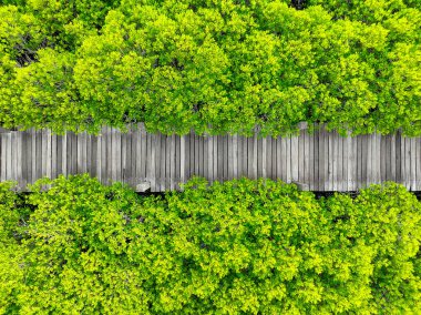 Aerial view lush green mangrove forest. Wooden bridges for natural trails, highlighting ecotourism opportunities, carbon capture benefits, and vital role mangroves play in combating climate change. clipart