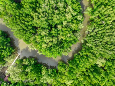 Green mangrove forest. Carbon sequestration and storage. Blue carbon ecosystem. Mitigation of climate change impacts. Mangrove tree capture CO2. Carbon offset. Carbon credits and trading programs. clipart