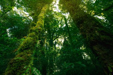 Ağacın gövdesi boyunca büyüyen yosun ve eğrelti otları, yemyeşil gölgelerin arasından süzülen güneş ışığı. Dinginlik ve ormanın zengin biyolojik çeşitliliği. Yeşil gölgelik altındaki sağlıklı ekosistem.