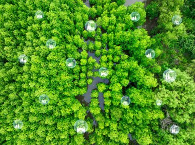 Aerial view green mangrove forest. Natural carbon sinks. Mangroves trees capture CO2. Blue carbon ecosystems. Mangroves absorb carbon dioxide emissions and mitigating global warming. Green ecosystem. clipart