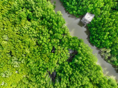 Aerial view green mangrove forest. Natural carbon sinks. Mangroves trees capture CO2. Blue carbon ecosystems. Mangroves absorb carbon dioxide emissions and mitigating global warming. Green ecosystem. clipart