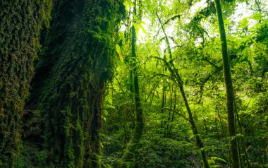 Ağaçların gövdesinden yeşil ağaçların yapraklarına güneş ışığıyla. Yeşil ormanda temiz bir çevre. Güneşli bir günde orman ağacı. Doğal karbon yakalama. Sürdürülebilir koruma ve ekoloji. Yeşil karbon batması