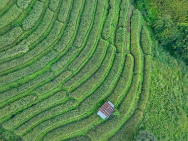 Tayland, Chiangmai yakınlarındaki bir köyde yeşil pirinç terasları ve geleneksel kulübelerin manzarası. Seyahat yerleri. Teraslı pirinç tarlalarının güzelliği. Asya 'da kırsal yaşam ve geleneksel tarım uygulamaları.