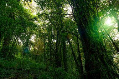 Ormandaki ağaç gövdesinin yeşil yapraklarına güneş ışığıyla bakıyorum. Yeşil ormanda temiz bir çevre. Güneşli bir günde orman ağacı. Doğal karbon yakalama. Sürdürülebilir koruma ve ekoloji