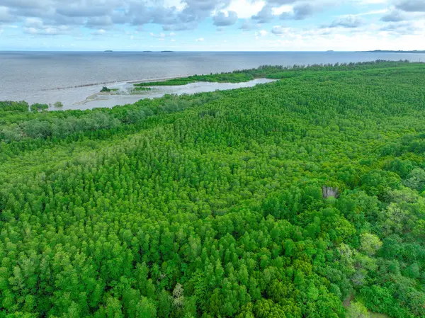 Hava manzaralı yeşil mangrov ormanı. Doğal karbon batar. Mangrov ağaçları CO2 'yi yakalar. Mavi karbon ekosistemleri. Mangrovlar karbondioksit emisyonlarını absorbe eder ve küresel ısınmayı azaltır. Yeşil ekosistem.