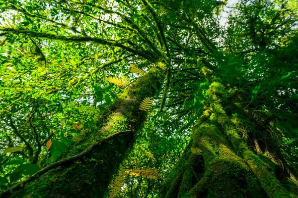 Ağaç gövdesinin alt görüntüsü, ormandaki yosunlarla ağaçların yeşil yaprakları arasında. Satılık ağaç ormanı karbon kredisi. Karbondioksit azaltımı. Dünya çevre günü geçmişi. Dünya 'nın doğal oksijen kaynağı.