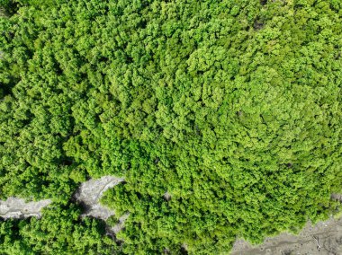 Yeşil mangrov ormanının havadan görünüşü. Mangrove ekosistemi. Doğal karbon batar. Mangrovlar atmosferden CO2 yakalıyorlar. Mavi karbon ekosistemleri. Mangrovlar karbondioksit emisyonunu emerler..
