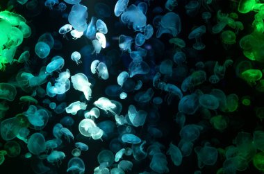 Akvaryumda doğa belgeselleri ve eğitim içeriği için yakalanan mavi ve yeşil ışıkla aydınlatılan karanlık sularda yüzen denizanaları. Egzotik sualtı yaşam formları. Deniz biyoluminesans