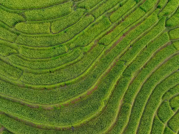 Yeşil pirinç tarlası manzarası. Çevrede yaşam, organik tarım ve dağ terasları. Çevre turizmi. Geleneksel tarım, sürdürülebilir tarım ve barışçıl kırsal bölge. Yerel seyahat.