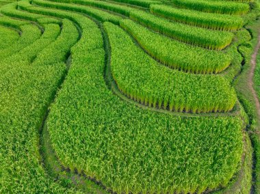 Yeşil pirinç tarlaları. İnsan yetiştirme ve sürdürülebilir tarım uygulamalarının tepe boyunca canlı sanat eserleri yarattığı doğal manzaralar arasındaki sanatsal uyum. Geleneksel tarım.