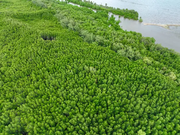 Hava manzaralı mangrov orman ekosistemi. Karbon kredilerinde, ekosistem hizmetlerinde ve iklim direncinde kayda değer bir ekonomik değer. Koruma çabaları uzun vadeli kıyı toplumunun korunmasını güvence altına aldı.