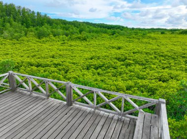 Doğa yolları için ahşap köprüleri olan yemyeşil mangrov ormanları, eko-turizmi destekliyor ve karbon yakalamanın faydalarını sergiliyor. İklim değişikliğinin azaltılması ve kıyı ekosistemlerinin korunması için hayati önem taşıyor.