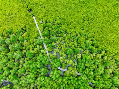 Hava manzaralı yemyeşil mangrov ormanı. Doğal yollar için ahşap köprüler, eko-turizm fırsatlarının vurgulanması, karbon yakalama faydaları ve iklim değişikliğiyle mücadelede mangrovların hayati rolü.
