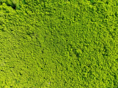 Yeşillik yeşil mangrov ormanı. Karbon tecrit ve mavi karbon ekosistem hizmetleri. Mangrov ağacı CO2 'yi yakalıyor. İklim değişikliğinin etkilerinin azaltılması ve deniz türleri için yaşam alanı korunması açısından kritik önem taşıyor.
