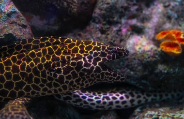 Büyüleyici çizgili yılan balığı, profesyonel akvaryumdaki beslenme zamanında canlı mercan resiflerinde kayalık oluşumlar arasında yol alırken karmaşık deri şekilleri sergiliyor. Egzotik deniz yırtıcısı..