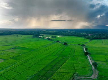 Bulutlu gökyüzünün altında yeşil pirinç tarlası. Biyolojik çeşitlilik, çevre dostu tarım ve tarımda arazi koruma. Sürdürülebilir arazi. Çevreye duyarlı manzara, iklim dayanıklılığı ve toprak sürdürülebilirliği.