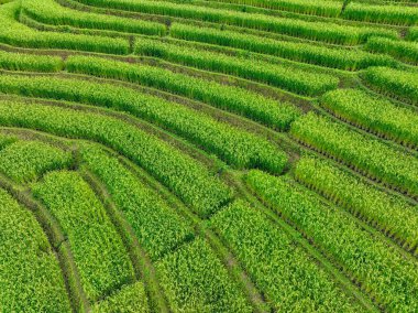 Yeşil pirinç tarlası manzarası. Çevrede yaşam, organik tarım ve dağ terasları. Çevre turizmi. Geleneksel tarım, sürdürülebilir tarım ve barışçıl kırsal bölge. Yerel seyahat.