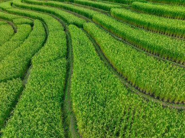 Yerel çiftçilerin doğal topoğrafya ile uyumlu sürdürülebilir tarım uygulamalarını sürdürdükleri dağlık arazide uzanan zarif eğimli şekillere sahip pirinç teraslarının havadan görünüşü