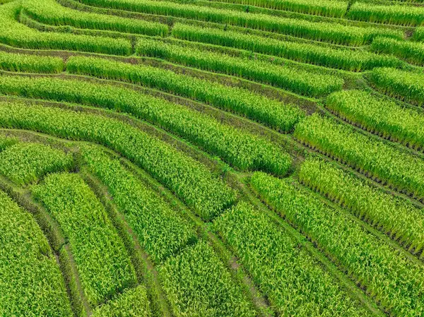 Yeşil pirinç tarlası manzarası. Çevrede yaşam, organik tarım ve dağ terasları. Çevre turizmi. Geleneksel tarım, sürdürülebilir tarım ve barışçıl kırsal bölge. Yerel seyahat.