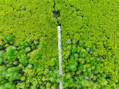 Hava manzaralı yemyeşil mangrov ormanı. Doğal yollar için ahşap köprüler, eko-turizm fırsatlarının vurgulanması, karbon yakalama faydaları ve iklim değişikliğiyle mücadelede mangrovların hayati rolü.