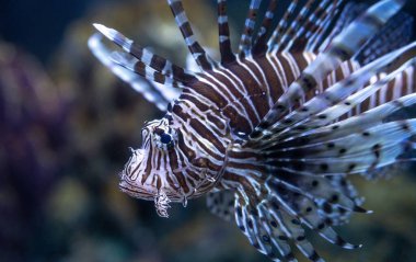Zehirli aslan balığı, mercan resiflerinin yakınında yüzerken canlı çizgili desen sergiliyor. Doğa yayınları için tropik deniz ortamı. Egzotik yırtıcı aslan balığı. Deniz koruma.
