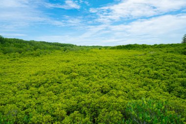 Yeşil mangrov ormanı. Mavi karbon kredileri ve çevresel sürdürülebilirliğe yatırım yapan şirketler için doğal karbon batması ve iklim çözeltisi. Mangrove ekosistemi. İklim değişikliği hafifletmesi.
