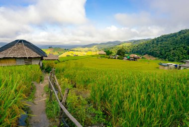 Bereketli pirinç tarlaları ve mavi gökyüzünün altında bulutlu geleneksel kır evleri olan huzurlu Asya vadisi. Huzurlu kırsal yaşam tarzı ve çevre dostu yaşam. Yerel seyahat ve doğa kaçamağı.
