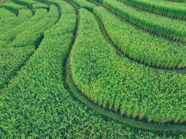 Kırsal alanda eğri şekilli yeşil pirinç teraslarının havadan görünüşü. Çevre seyahati, sürdürülebilir tarım ve Asya 'da çevre bilinci kavramları. Teraslı tarlalardaki pirinç tarlaları