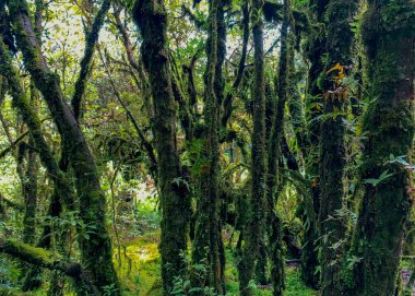 Yeşil orman. Yosun kaplı eski bir ağaç. Doğal karbon lavabosu ve sürdürülebilir çevre. Karbon emilimi ve çevresel sürdürülebilirlik. İklim değişikliği farkındalığı. Çevresel koruma.