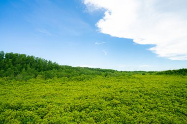 Yeşil mangrov ormanı. Mavi karbon kredileri ve çevresel sürdürülebilirliğe yatırım yapan şirketler için doğal karbon batması ve iklim çözeltisi. Mangrove ekosistemi. İklim değişikliği hafifletmesi.