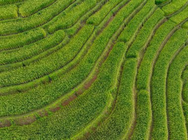 Pirinç tarlası çiftliği. Dağ manzarası, titizlikle işlenmiş geometrik desenli pirinç terasları. Geleneksel tarım yöntemleri. Çevre turizmi kırsal ekonomiyi ve sürdürülebilir yaşamı destekliyor.
