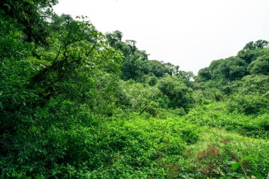 Tropikal turba bataklık ormanı manzarası. Doğal karbon lavabosu. İklim dengesi, biyolojik çeşitlilik ve uzun vadeli sürdürülebilirlik. Sulak arazi orman ekosistemi yoğun ağaçlarla doludur. Doğanın karbon yakalaması.