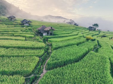 Büyüme mevsiminde Chiangmai dağlık arazilerindeki geleneksel köy kulübelerini çevreleyen yemyeşil pirinç terasları. Tayland 'ın tarım mirası ve seyahat yerleri için doğal manzaraları.