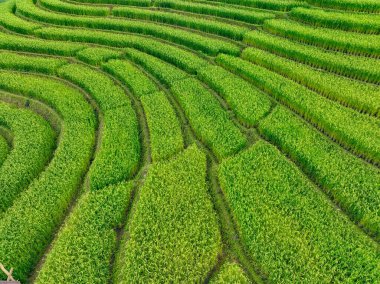 Dağ yamaçlarına oyulmuş pirinç teraslarının havadan görünüşü. Yüzlerce yıllık tarım teknikleri. Büyüme mevsimi. Yerel çiftçiler sürdürülebilir tarım uygulamaları sürdürüyorlar. Kültür mirasının korunması.